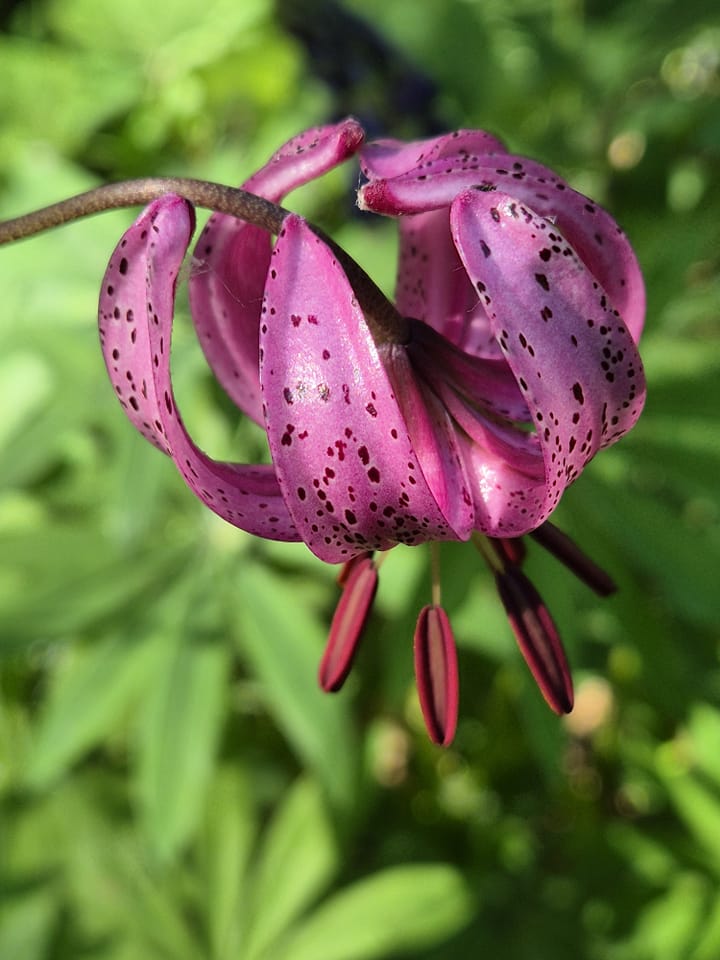 Martagon Lily Flower